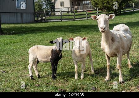 Graziosi agnelli in piedi con le pecore che guardano la macchina fotografica nei pascoli estivi Foto Stock