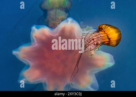 Pacific Sea Nettle, Chrysaora fuscenscens, con meduse Lion'S Mane, Cyanea capillata, Westport Marina, Westport, Washington State, STATI UNITI Foto Stock