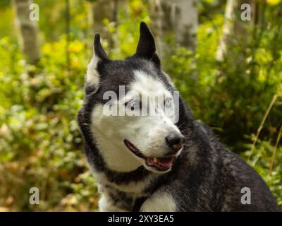 I cani trascorrono un bel periodo nel parco ci sono alcuni cani che camminano intorno ai cani tempo per la famiglia giorno di sole estate paesaggistico escursioni Foto Stock