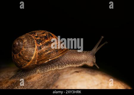 L'asperso Common Garden Snail Cornu si arrampica su pietre in un giardino del Norfolk settentrionale, Regno Unito Foto Stock