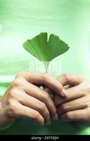 Closeup crop donna in abiti verdi che tengono foglie fresche bella forma di albero ginkgo biloba come simbolo di Tokyo e come pianta che utilizza in medi tradizionali Foto Stock