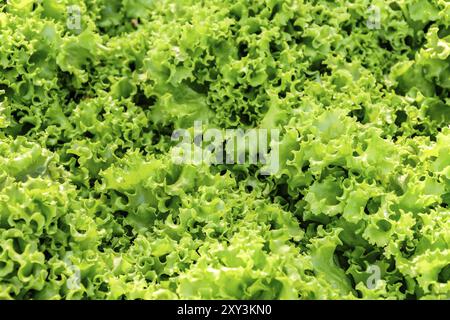 Dettaglio di verde e organico fresche foglie di lattuga esposte per la vendita Foto Stock