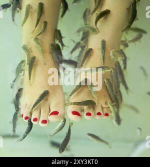 Pedicure pedicure di pesce con rufa garra di pesce, chiamato anche pesce medico, pesce nibble e pesce kangal Foto Stock