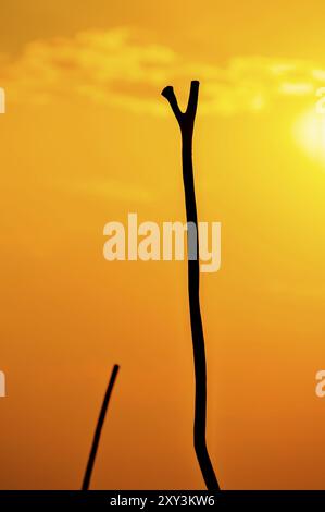 I colori rosso, giallo e arancione di un bellissimo tramonto riempiono la cornice con due bastoni di legno dei Poleri nel Delta dell'Okavango come silhouette di fronte Foto Stock