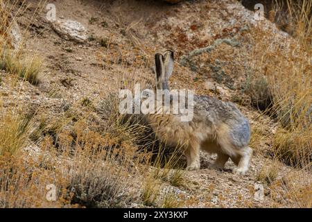 Una lepre lanuginosa che siede in allerta con le orecchie accanto a una roccia sulle montagne ad alta quota di Ladakh, India. Foto Stock