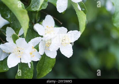 Fiori di un cespuglio di gelsomino all'inizio dell'estate. Fiori di Jasminum officinale, noto come gelsomino comune o semplicemente gelsomino all'inizio dell'estate Foto Stock