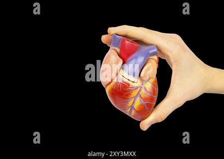 Maschio tenendo la mano umana in plastica modello cuore isolato su sfondo nero Foto Stock