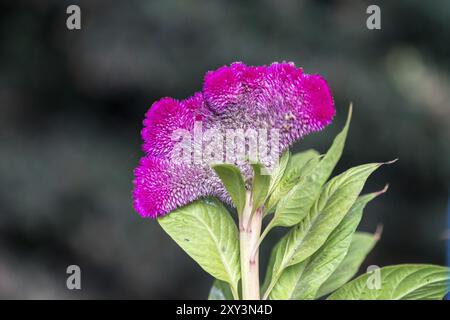 Celosia argentea var. cristata fioritura in un giardino in Romania Foto Stock