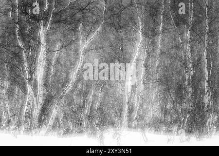 Birch Forest in the Snow, Norrbotten, Lapponia, Svezia, marzo 2014, Europa Foto Stock