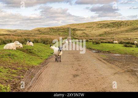 Pecore a camminare su una strada di campagna tra Trecastle e Llanddeusant in Powys, Wales, Regno Unito Foto Stock