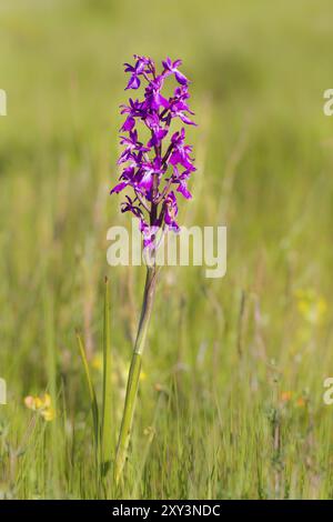 Orchidea robusta, Orchis palustris ssp. Robusta, Orchis robusta Foto Stock