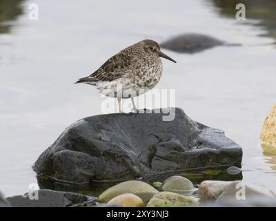 sandpiper viola (Calidris maritima), che poggia sulla cima di una pietra, lungo la costa dell'Oceano Artico con la bassa marea, maggio, Fiordo di Varanger, Norvegia, Europa Foto Stock