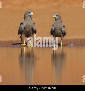 Black Kite, (Milvus aegyptius), Morgan Kunda Lodge/strada per Kat, Jajari, North Bank, Gambia, Africa Foto Stock