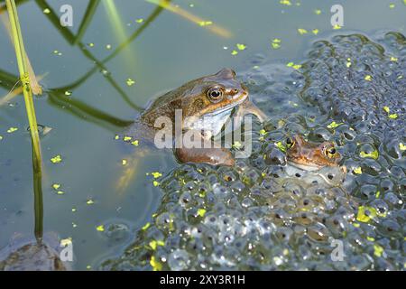 Laubfrosch (Rana temporaria) Foto Stock