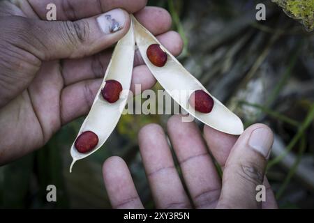 Plantacion de frijoles en las laderas del volcan Toliman, Santiago Atitlan, lago de Atitlan, Guatemala, America centrale Foto Stock