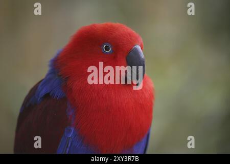 Eclectus roratus (femmina), il maschio è di colore completamente diverso (verde con fianchi rossi e becco superiore giallo). A causa di questi colori diversi Foto Stock