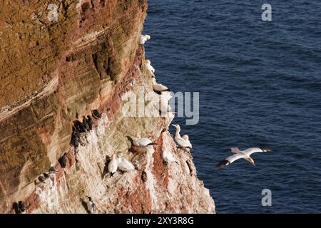 Gannet Foto Stock