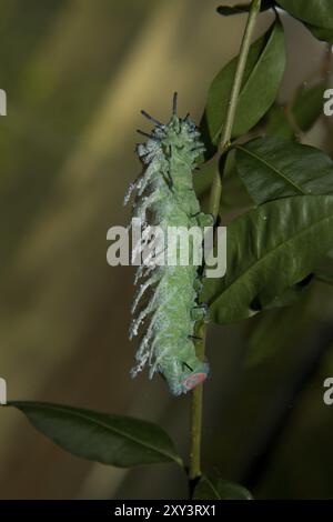 Atlas falena caterpillar, Attacus atlas, Atlas falena, caterpillar Foto Stock