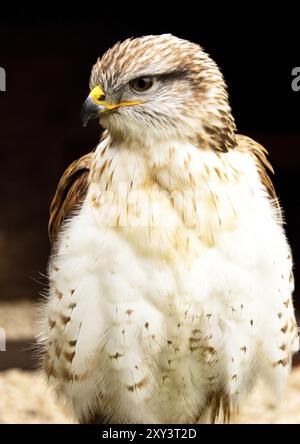 Re buzzard Foto Stock