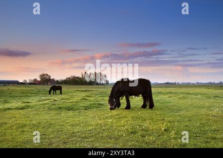 Cavalli neri al pascolo all'alba estiva, Paesi Bassi Foto Stock