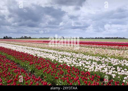 Campi di tulipani colorati in una fattoria olandese in primavera Foto Stock