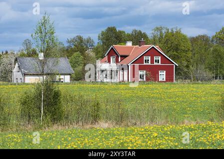 Tradizionale casa in legno dipinto di rosso nella rurale Smaland in Svezia in primavera circondata da prati con tarassaco fiorito Foto Stock