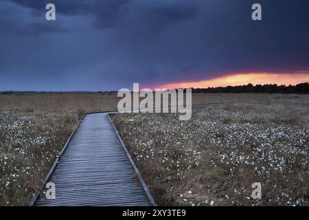 Sentiero in legno su palude con erba di cotone al tramonto, Drenthe, Paesi Bassi Foto Stock