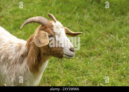 Ritratto di una capra domestica marrone e bianca (capra hircus) con un prato verde sullo sfondo Foto Stock