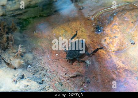 Insetto gigante (Abedus herberti) Foto Stock