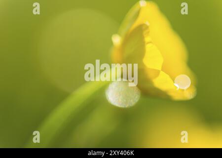 Ranunculus repens, Ranunculus repens (inglese: Creeping Buttercup, Creeping Crowfoot) Gaellivare, Norrbotten, Lapponia, Svezia, giugno 2013, Europa Foto Stock