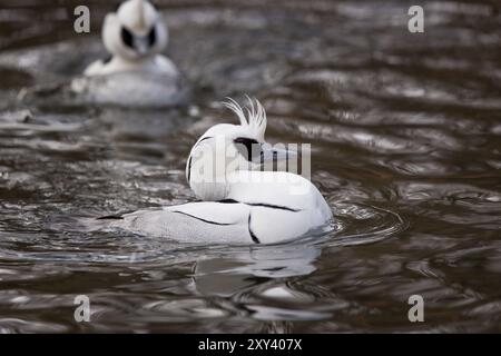 Merganser petto rosso, Mergellus albellus, puzza Foto Stock