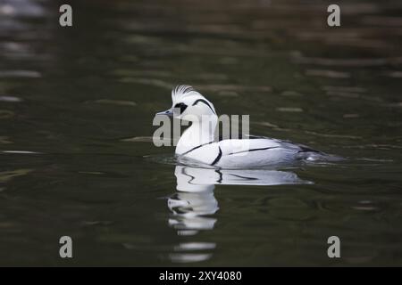 Merganser petto rosso, Mergellus albellus, puzza Foto Stock