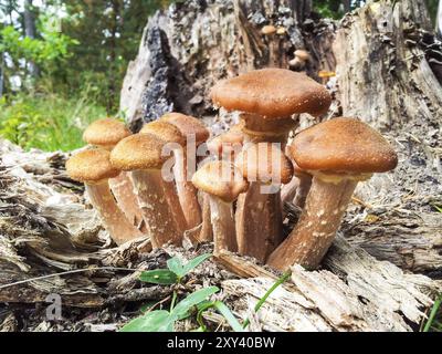 Gruppo di piccoli funghi marroni che crescono su un vecchio tronco grigio Foto Stock