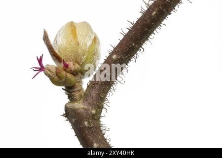 Nocciolo cavatappi (Corylus avellana) Foto Stock