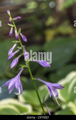 Hosta Hybride "Blue Cadet", funkia, primo piano Foto Stock