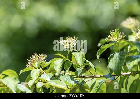 Primo piano di Common Dogwood, fiori Cornus sanguinea su sfondo verde sfocato Foto Stock