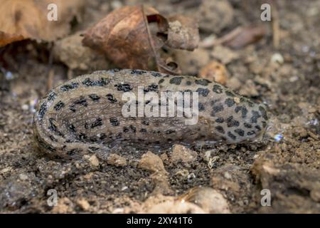 La lumaca tigre, il Limax maximus, nudibranco macchiato di colore nero grigio, strizza su un terreno sabbioso scuro Foto Stock