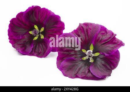 Viola mallow su sfondo bianco Foto Stock