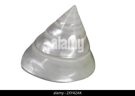 Lumaca di mare singola, corta Foto Stock