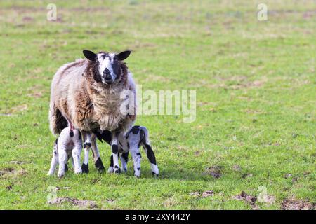 Madre pecora con due bere neonato agnelli in Prato Foto Stock