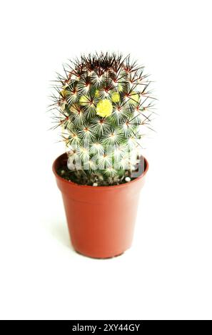 Cactus in fiore in una pentola su sfondo bianco Foto Stock