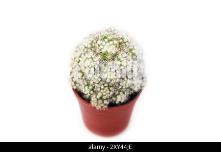 Cactus in vaso di fiori su sfondo bianco Foto Stock