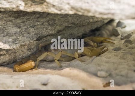 Desert Scorpion sotto una roccia Foto Stock