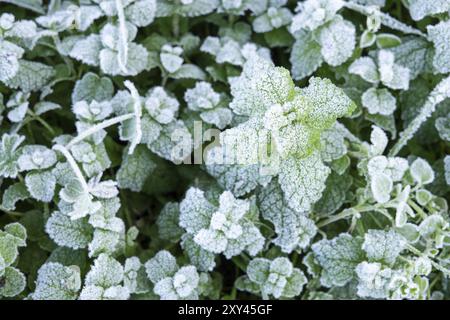 Foglie di menta piperita selvatica ricoperte di brina bianca. Sfondo naturale invernale Foto Stock
