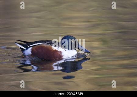 Loeffelente, Maennchen, Anas clypeata, spatola settentrionale, maschio Foto Stock