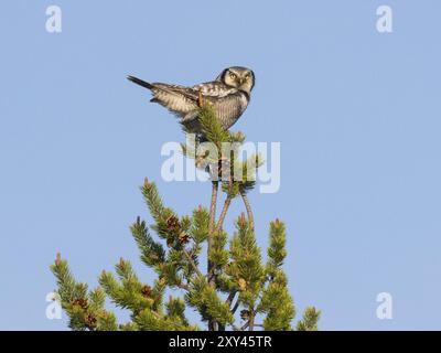 Gufo di Falco (Surnia ulula), maschio adulto, arroccato sulla cima di un giovane albero di pino (Pinus slyvestris), maggio, Lapponia finlandese Foto Stock