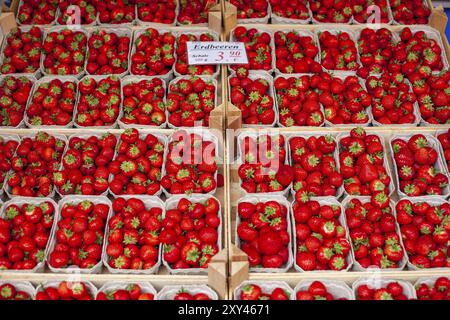 Fragole fresche (Fragaria) con etichetta del prezzo in vassoi in una bancarella di mercato, Oldenburg, bassa Sassonia, Germania, Europa Foto Stock