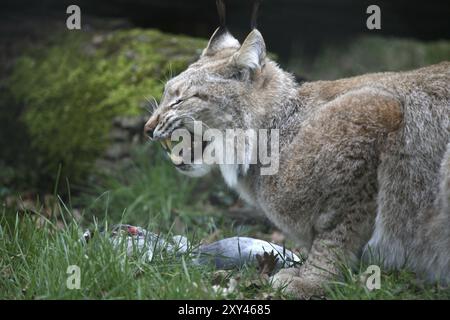 Lince eurasiatica con piccione catturato Foto Stock