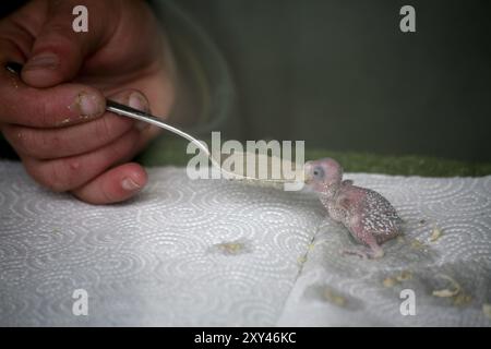 Budgerigar pulcini che mangiano Foto Stock