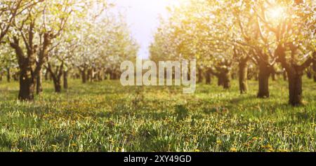 Fioritura ciliegio giardino su un prato con il sole che splende attraverso i rami Foto Stock